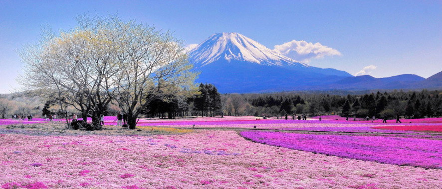 ws Pink Flower Field Mount Fuji 1920x1200 1