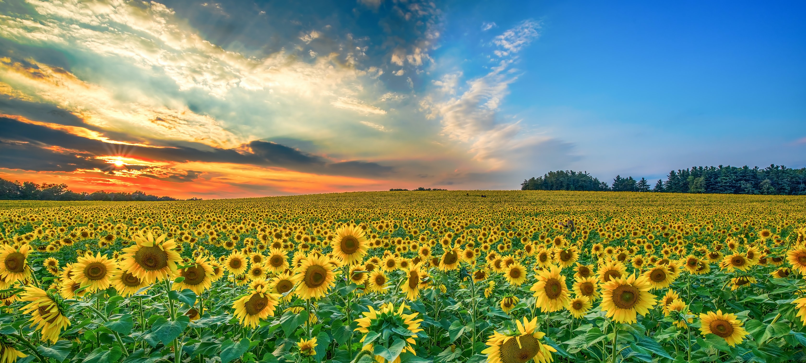 sunflower maze