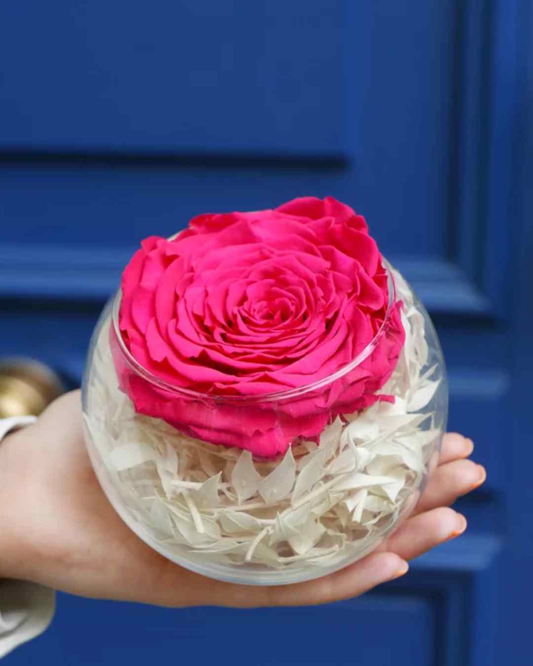 rose eternelle rose fushia en bulle avec hortensia stabilise blanc casse hot pînk rose in a bulb with white hydrengeas