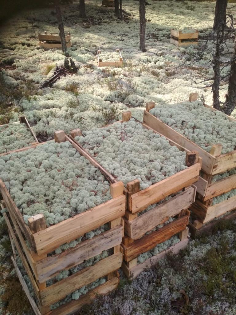 lichen naturel natural reindeer moss