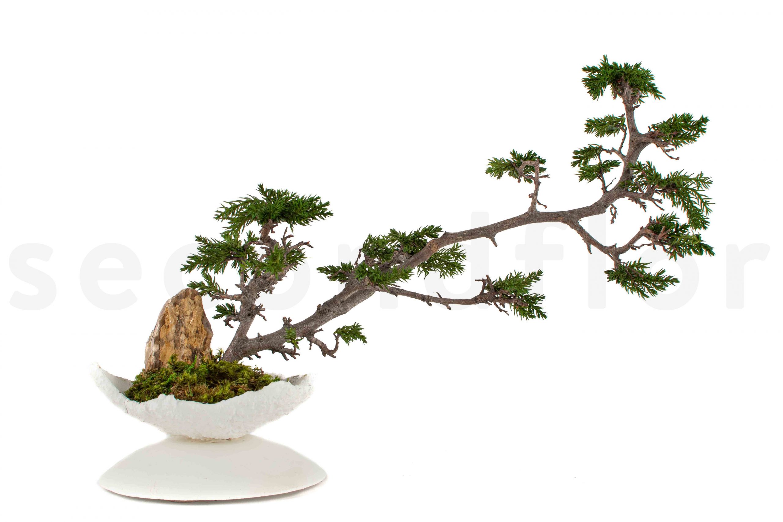 bonsai juniperus